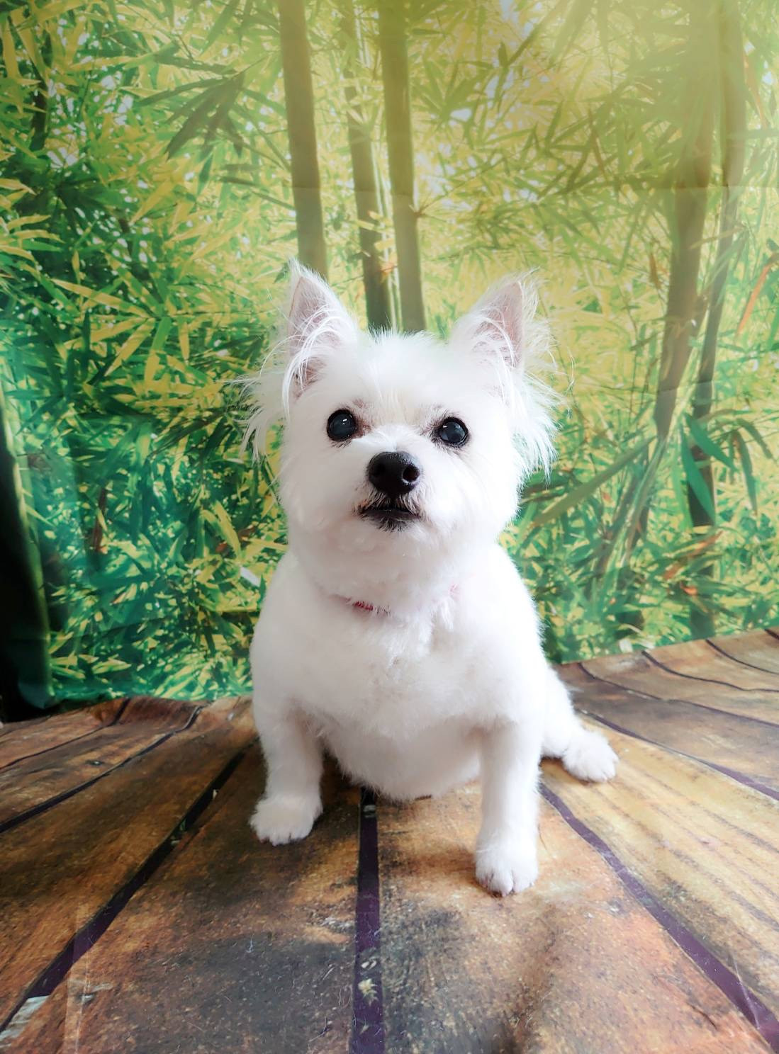 MIXのモコちゃん トリミングコース