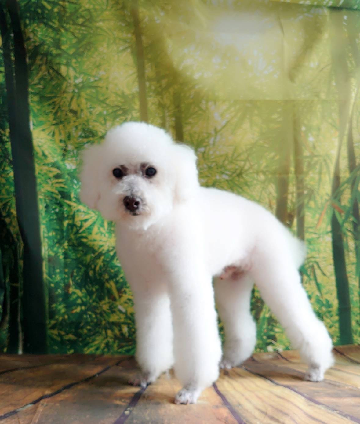 プードルのモコちゃん シャンプーコース 足裏のカット デンタル