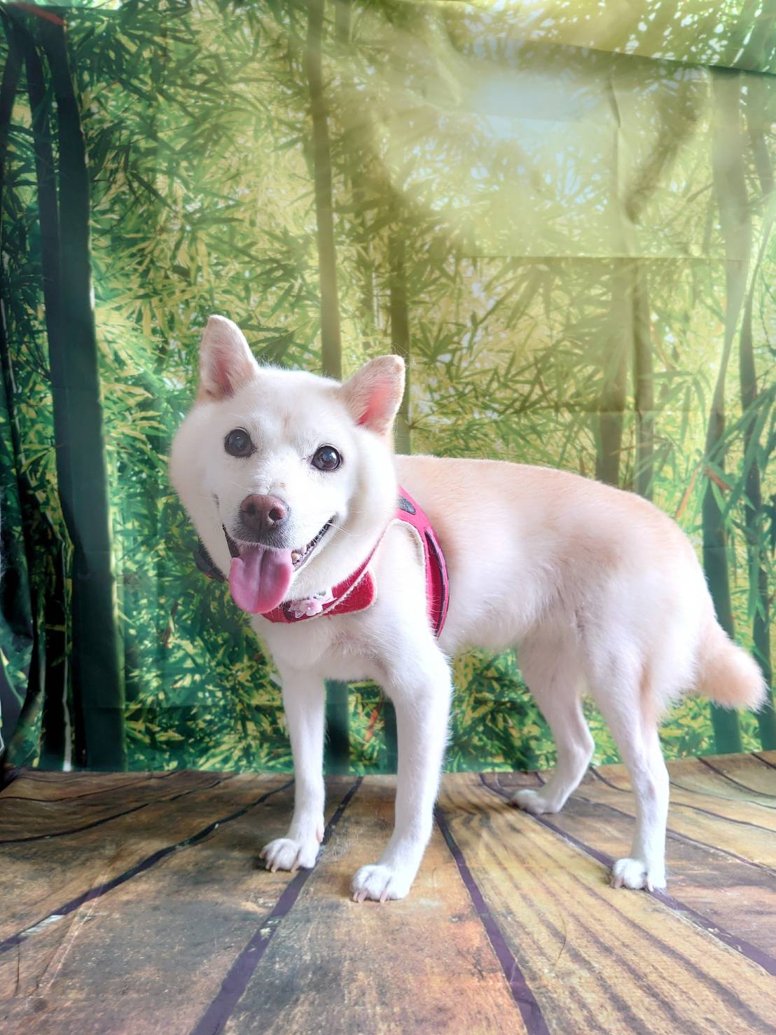 柴のソラちゃん グルーミングコース