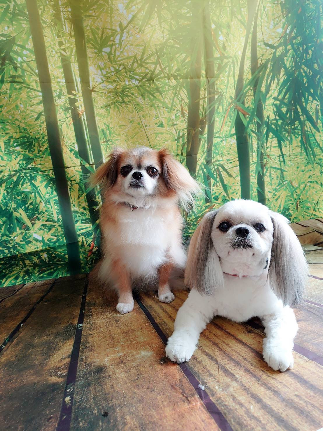 MIXのひかりちゃん&みらいちゃん グルーミングコース 部分カット