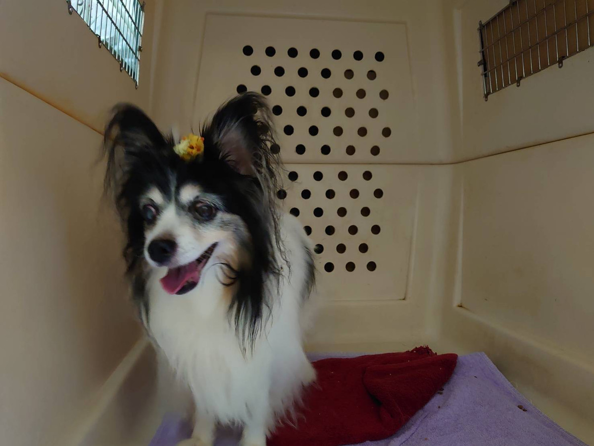 パピヨンのユキちゃん&猫のマサムネちゃん お泊まりの様子