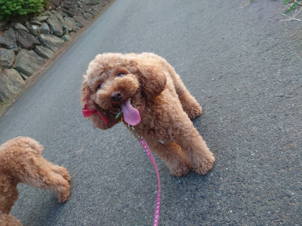プードルの花ちゃん&空ちゃん&ももちゃん&みかんちゃん お泊まりの様子