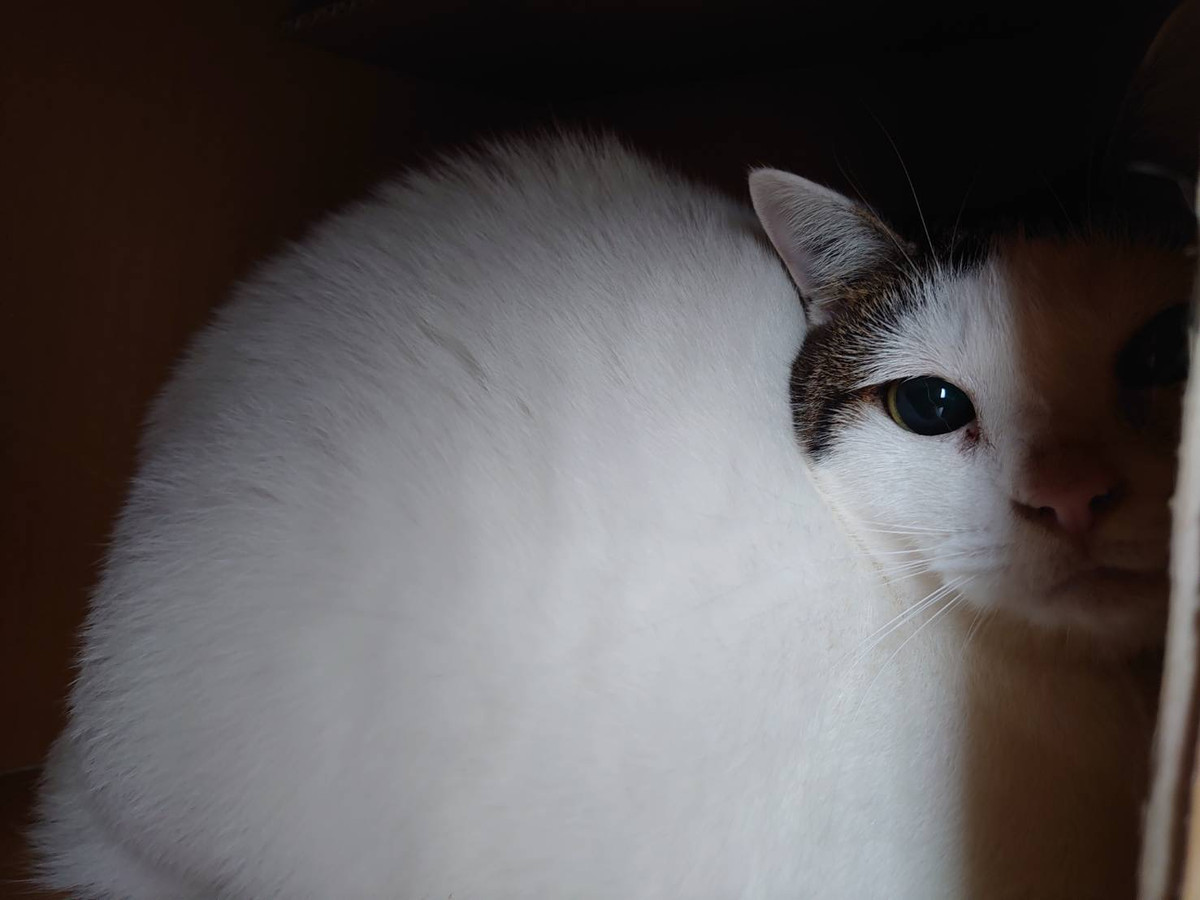 パピヨンのユキちゃん&猫のマサムネちゃん お泊まりの様子