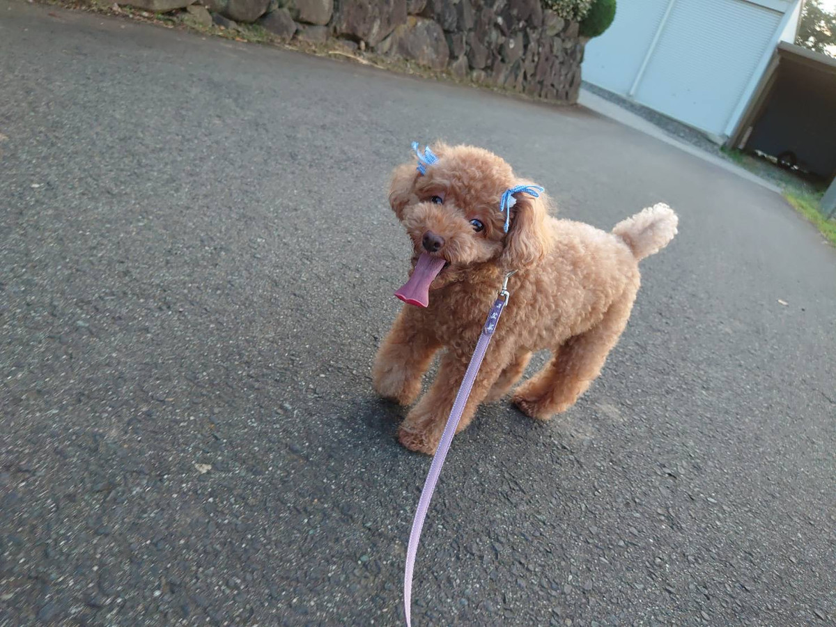 プードルの花ちゃん&空ちゃん&ももちゃん&みかんちゃん お泊まりの様子