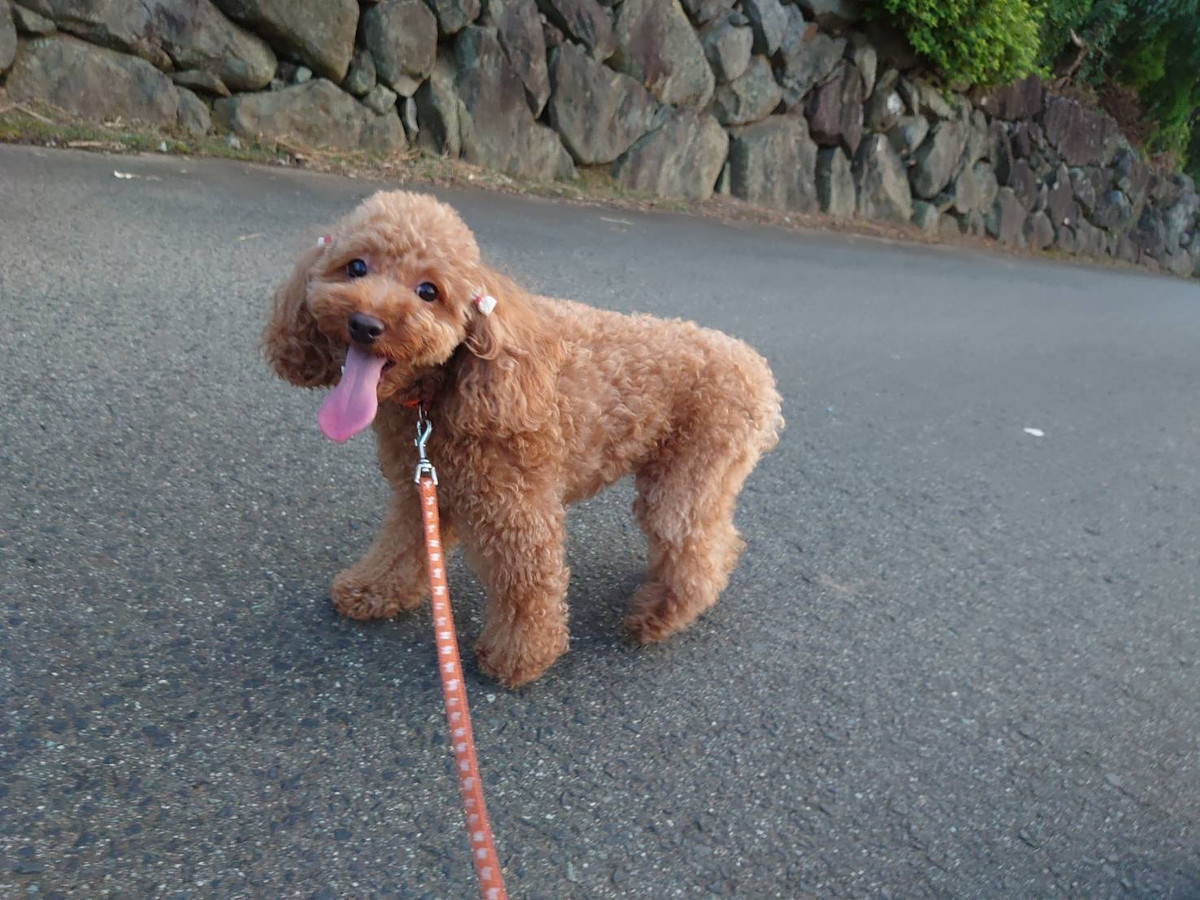 プードルの花ちゃん&空ちゃん&ももちゃん&みかんちゃん お泊まりの様子