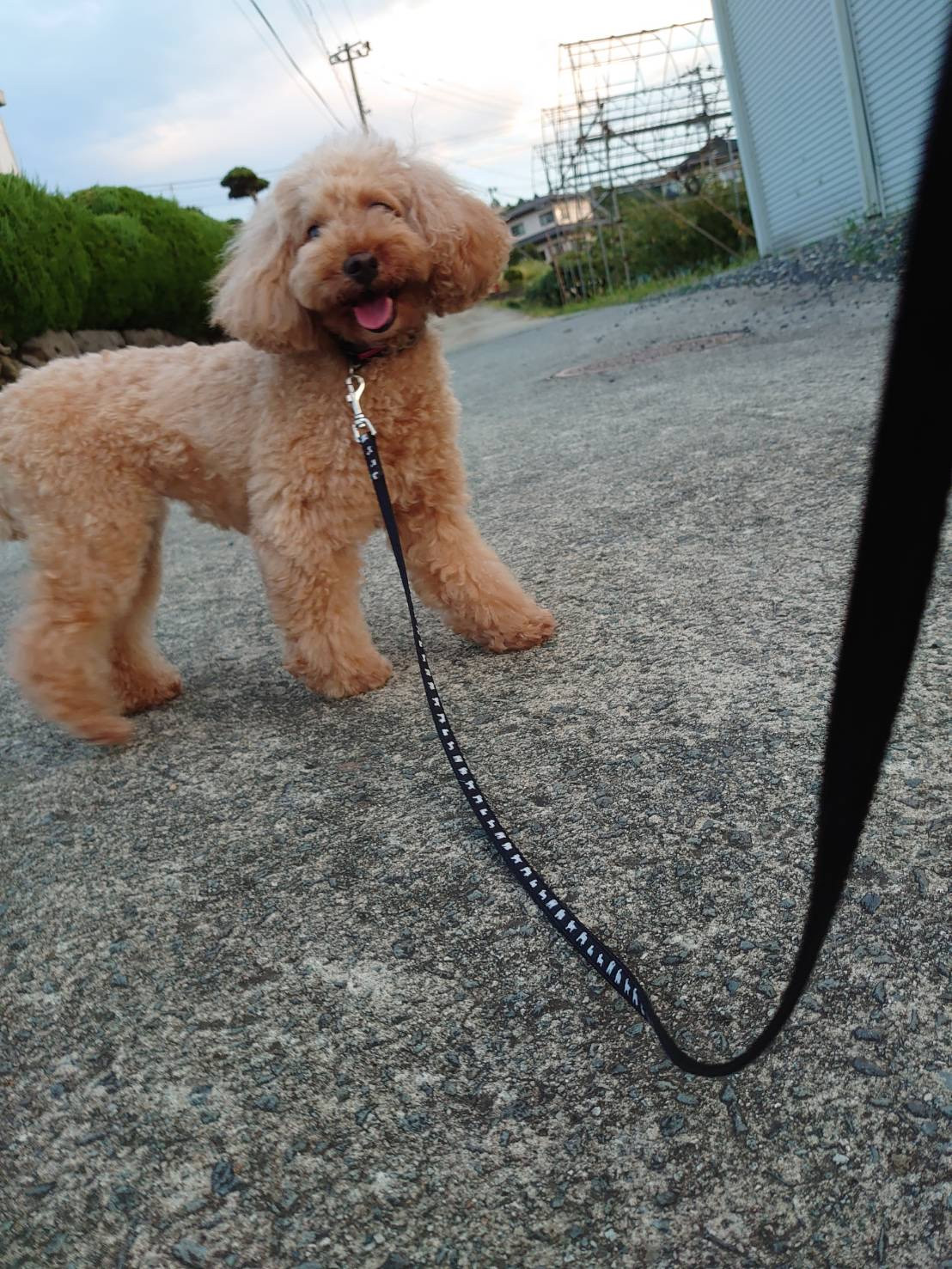 プードルの花ちゃん&空ちゃん&ももちゃん&みかんちゃん お泊まりの様子