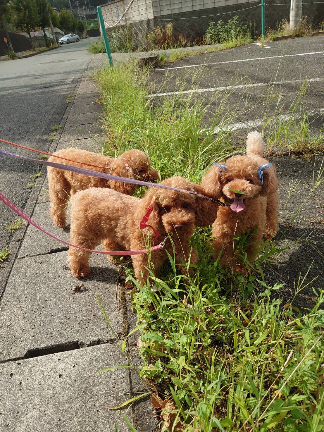 プードルちゃん花ちゃん&空ちゃん&ももちゃん&みかんちゃん お泊まりの様子