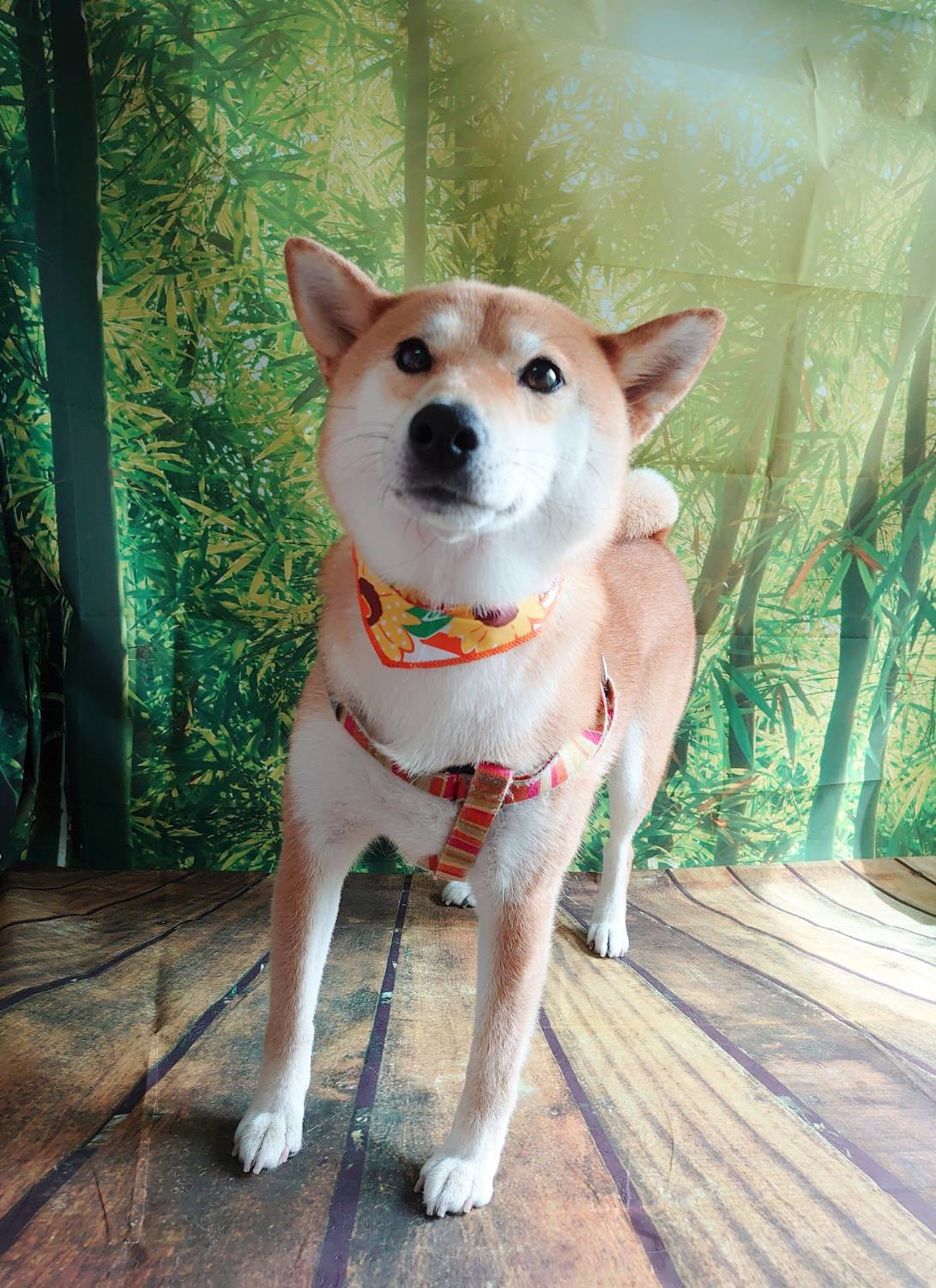 柴のりんちゃん グルーミングコース 部分カット