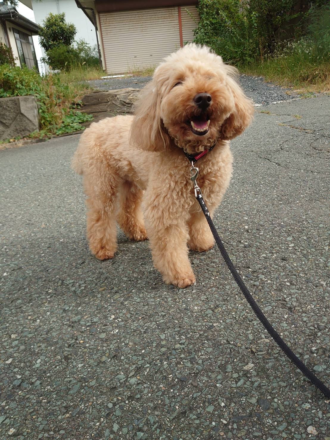 プードルちゃん花ちゃん&空ちゃん&ももちゃん&みかんちゃん お泊まりの様子