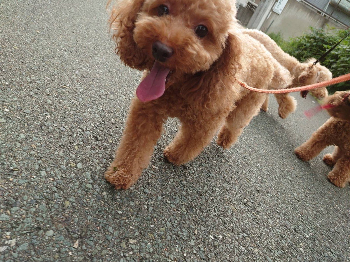 プードルちゃん花ちゃん&空ちゃん&ももちゃん&みかんちゃん お泊まりの様子