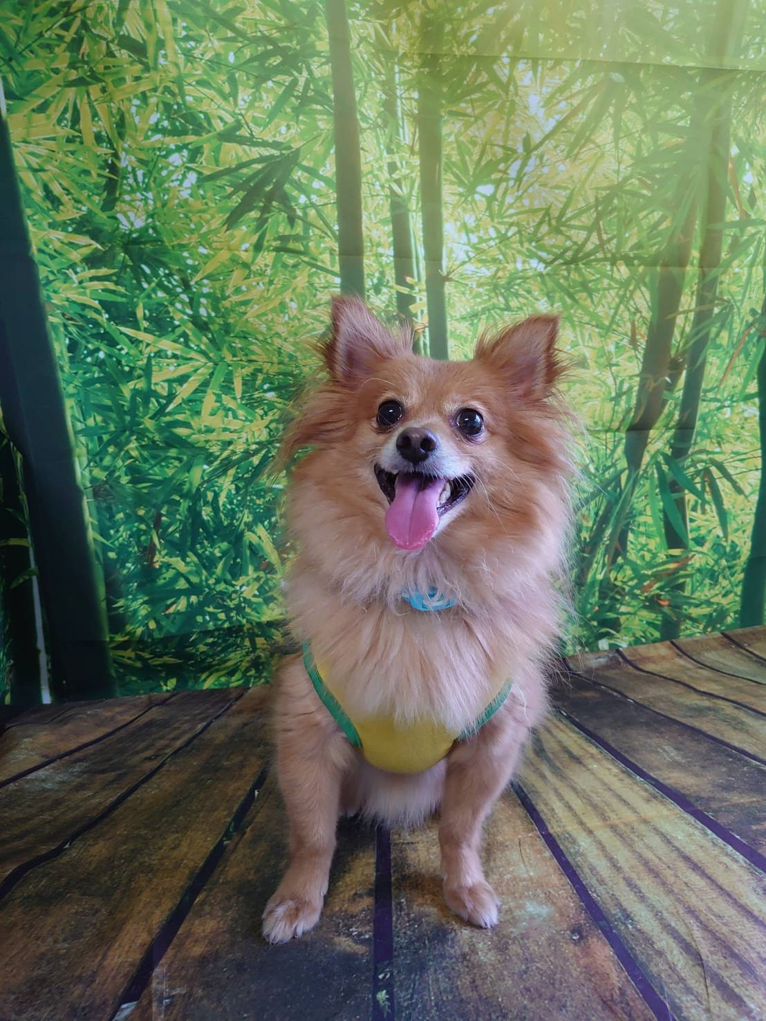 MIXのハッピーちゃん お爪切り