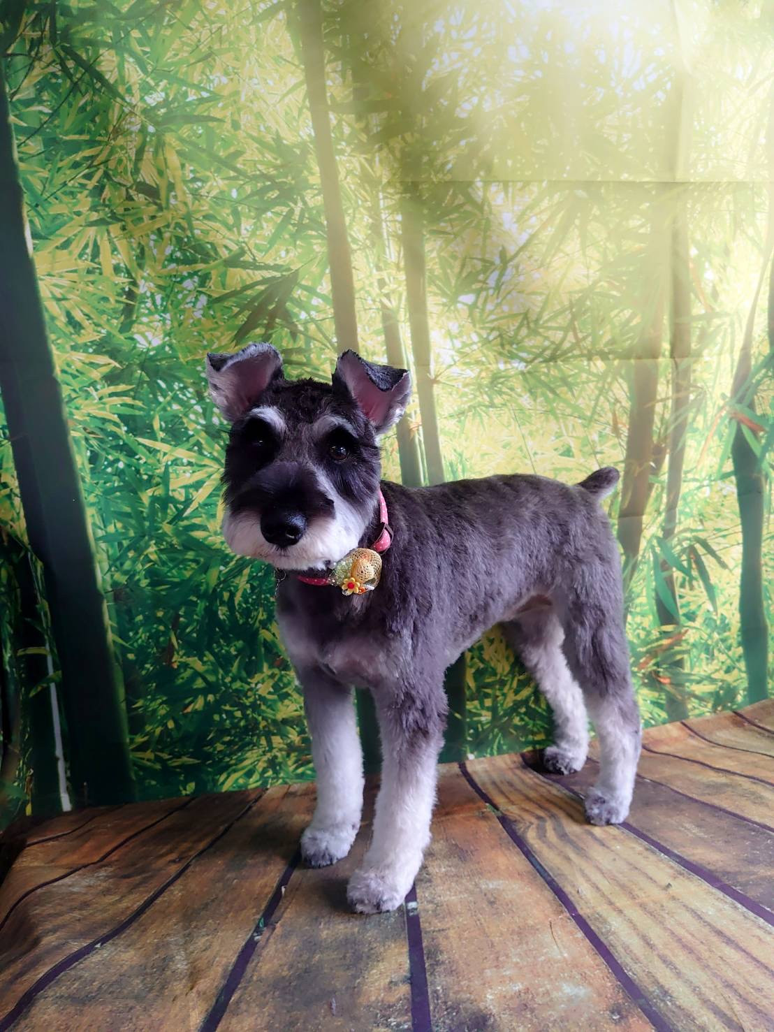 シュナウザーの結ちゃん トリミングコ ース