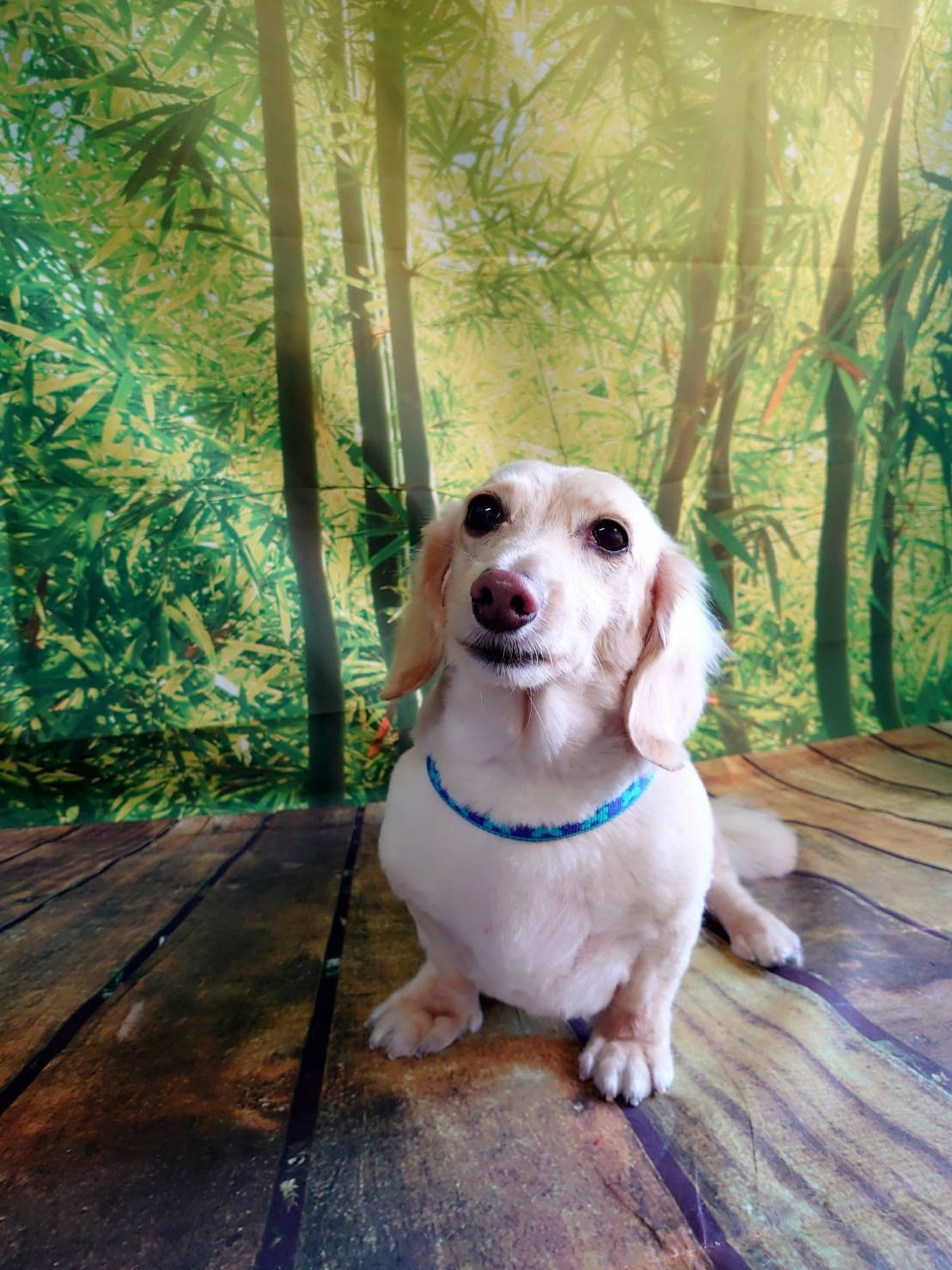 ダックスのリムちゃん トリミングコース