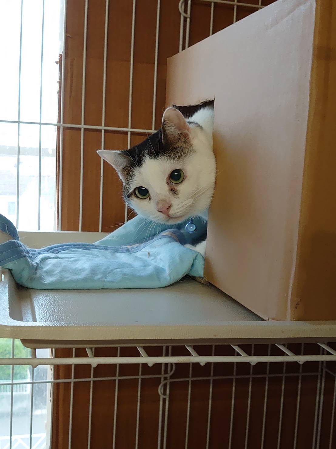 パピヨンのユキちゃん&猫のマサムネちゃん お泊まりの様子