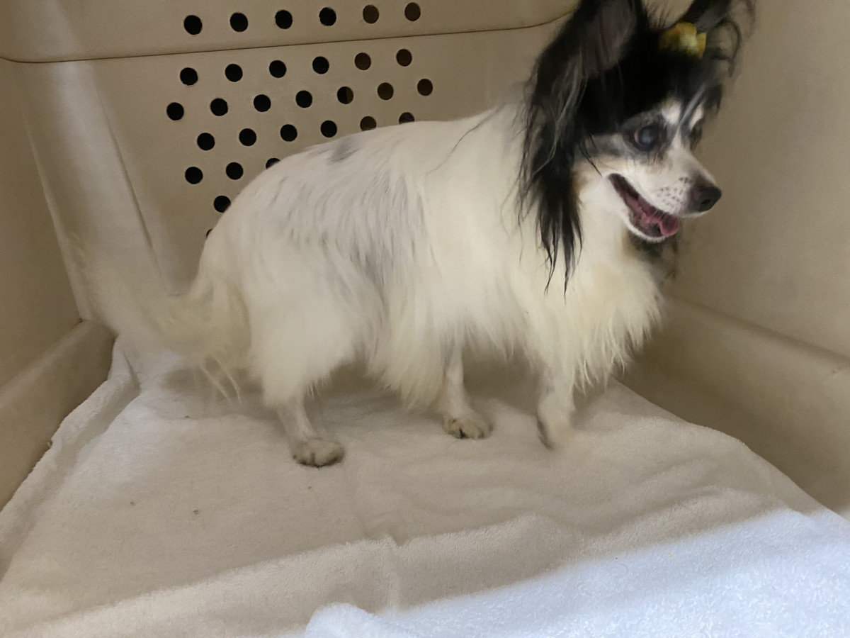 パピヨンのユキちゃん&猫のマサムネちゃん お泊まりの様子