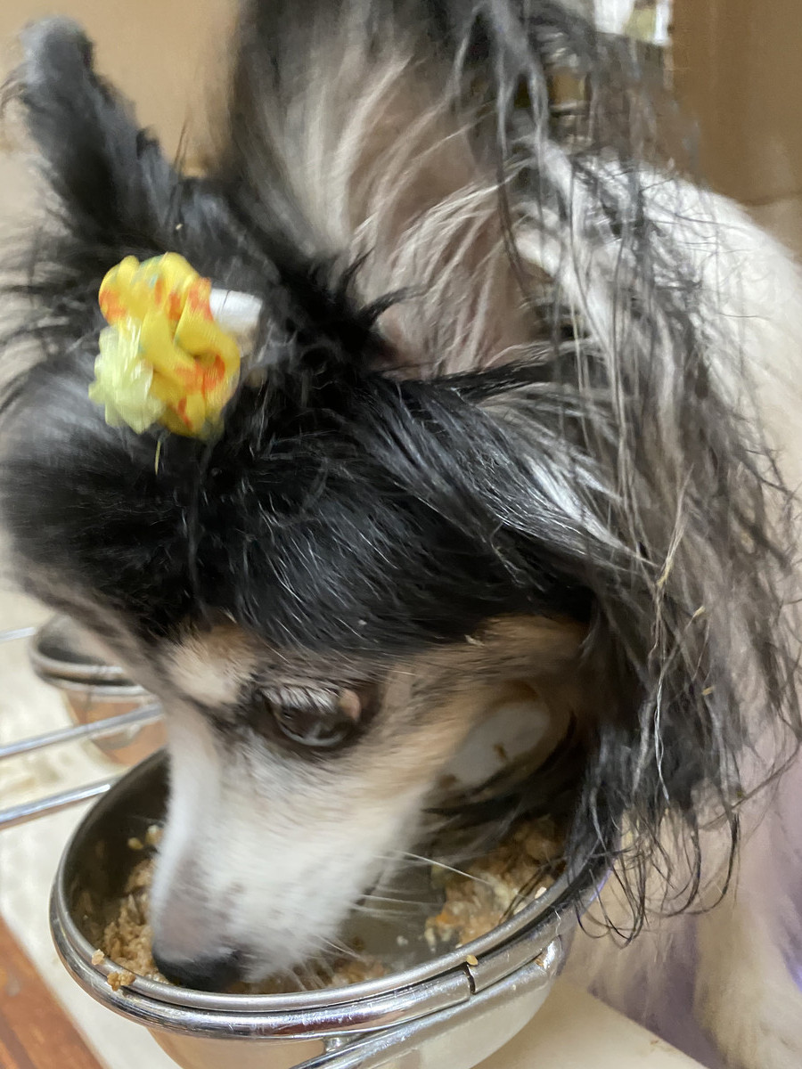 パピヨンのユキちゃん&猫のマサムネちゃん お泊まりの様子