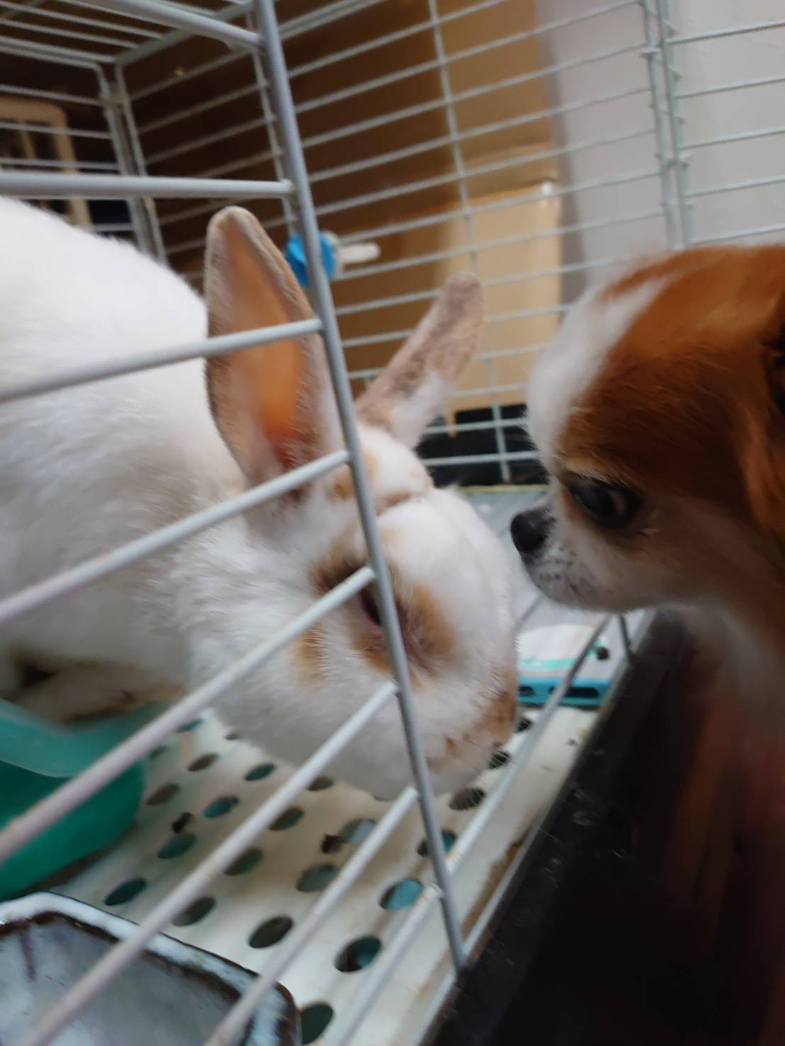 MIXのちゃっぴぃちゃん&うさぎのチロちゃん シャンプーコース 部分カット お泊まりの様子