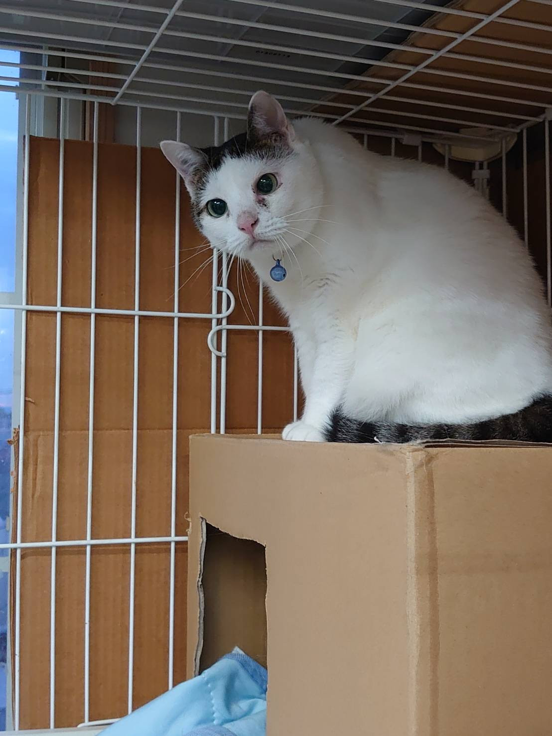 パピヨンのユキちゃん&猫のマサムネちゃん お泊まりの様子