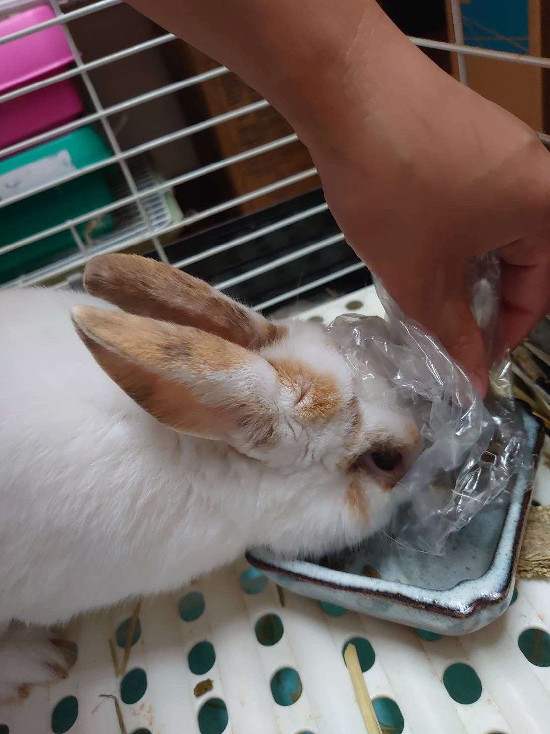 MIXのちゃっぴぃちゃん&うさぎのチロちゃん シャンプーコース 部分カット お泊まりの様子