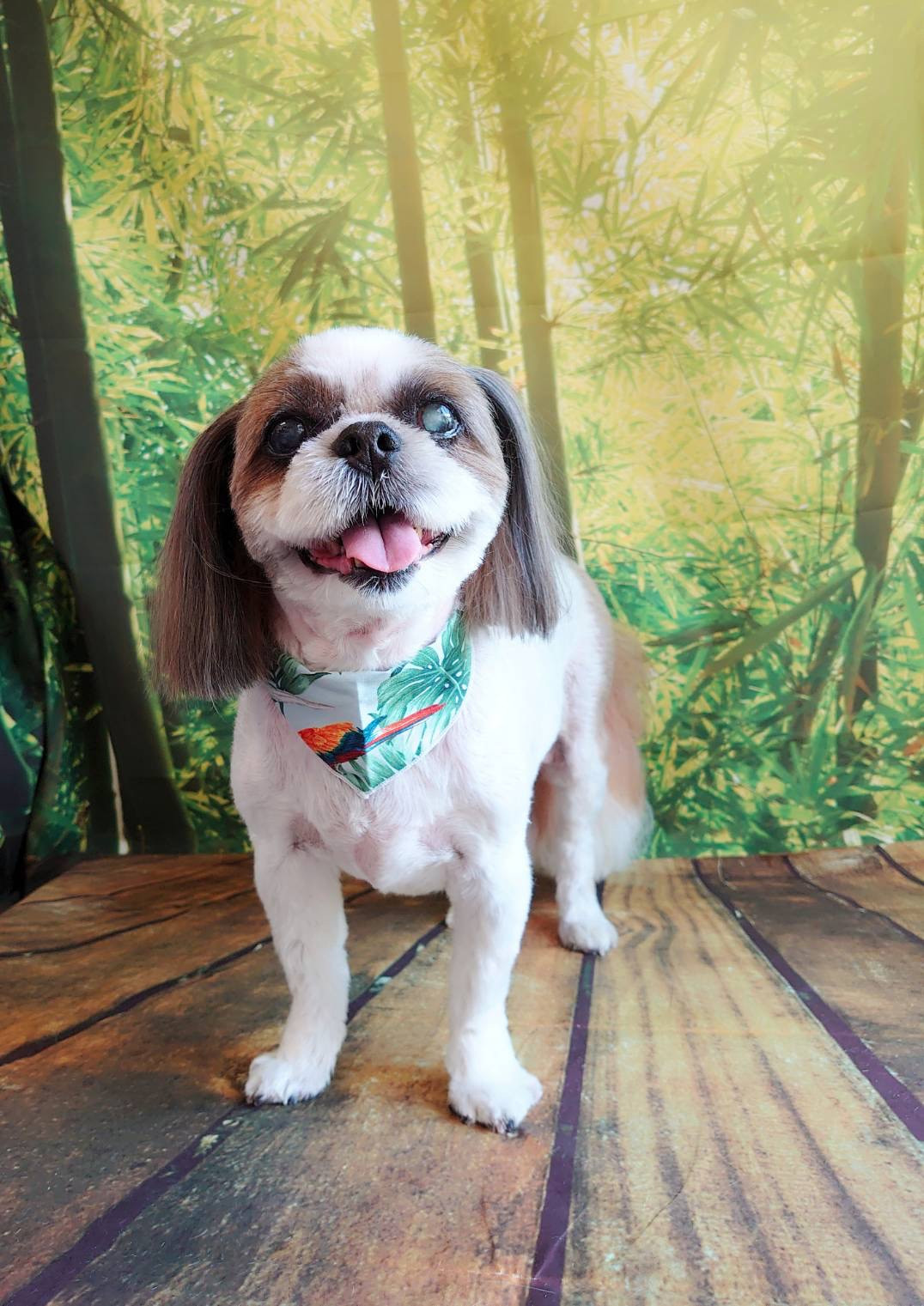 シーズーのモモちゃん トリミングコース