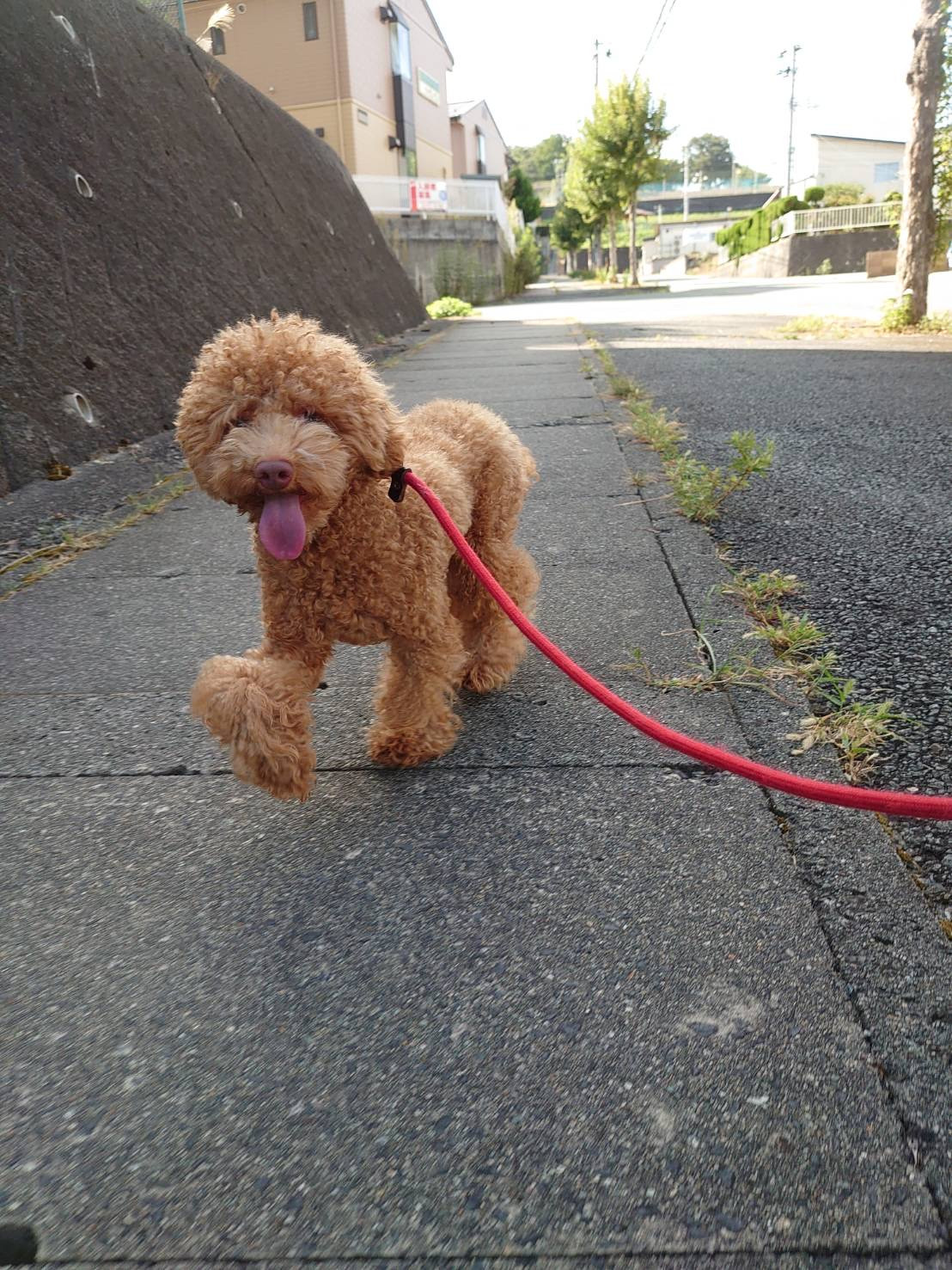 プードルのぼっちゃちゃん お泊まりの 様子