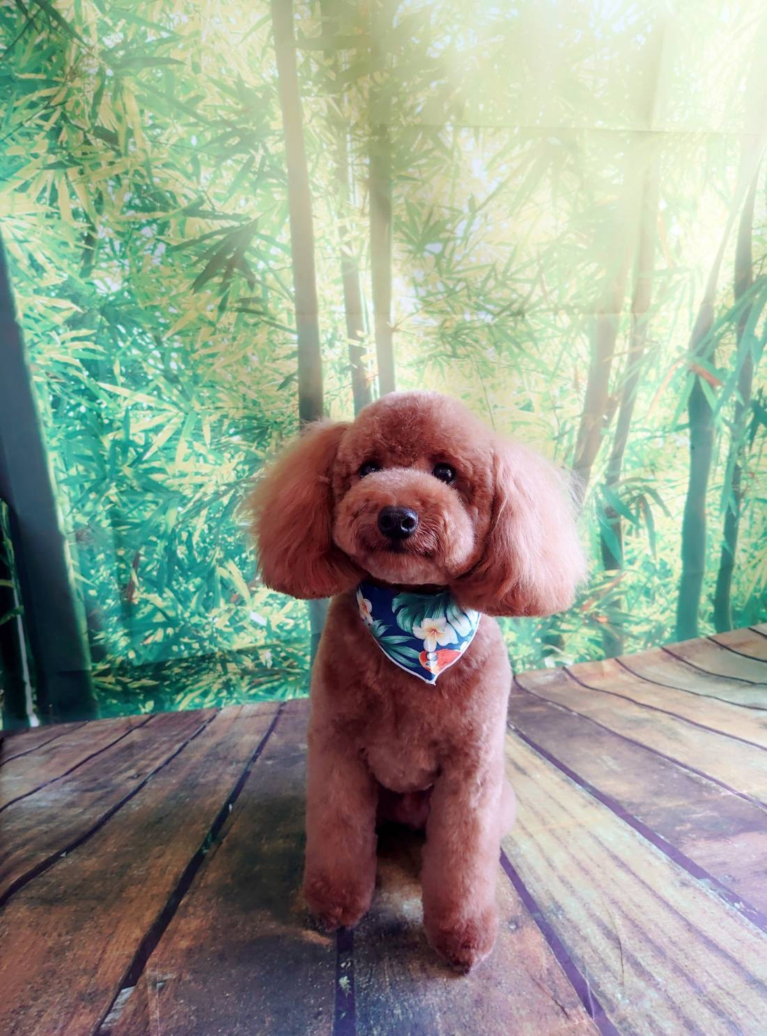 プードルのライナーちゃん トリミングコース