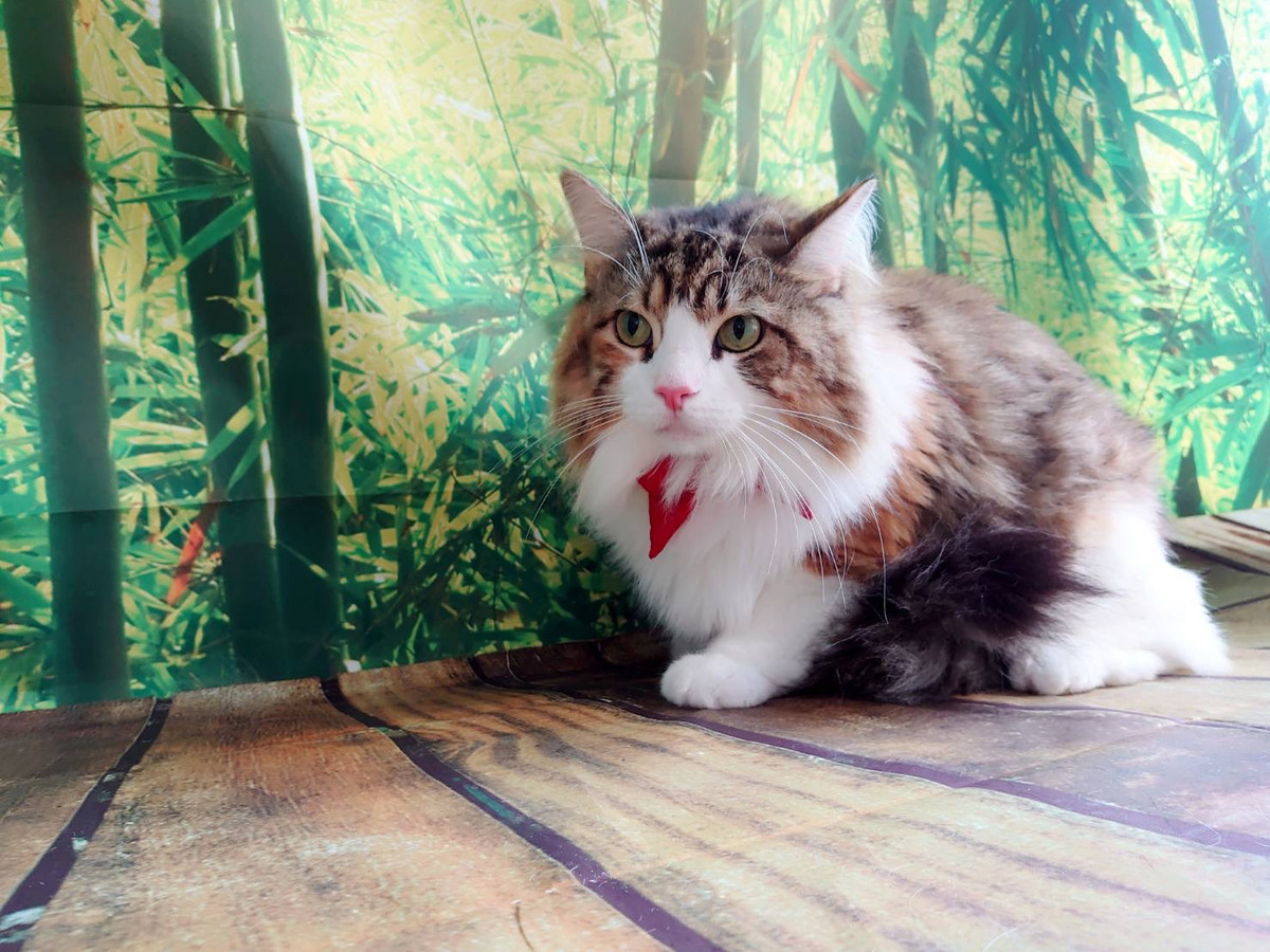 ノルウェージャンのミニョンちゃん お爪切り