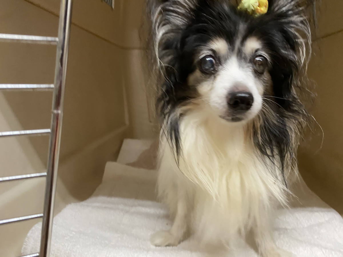 パピヨンのユキちゃん&猫のマサムネちゃん お泊まりの様子