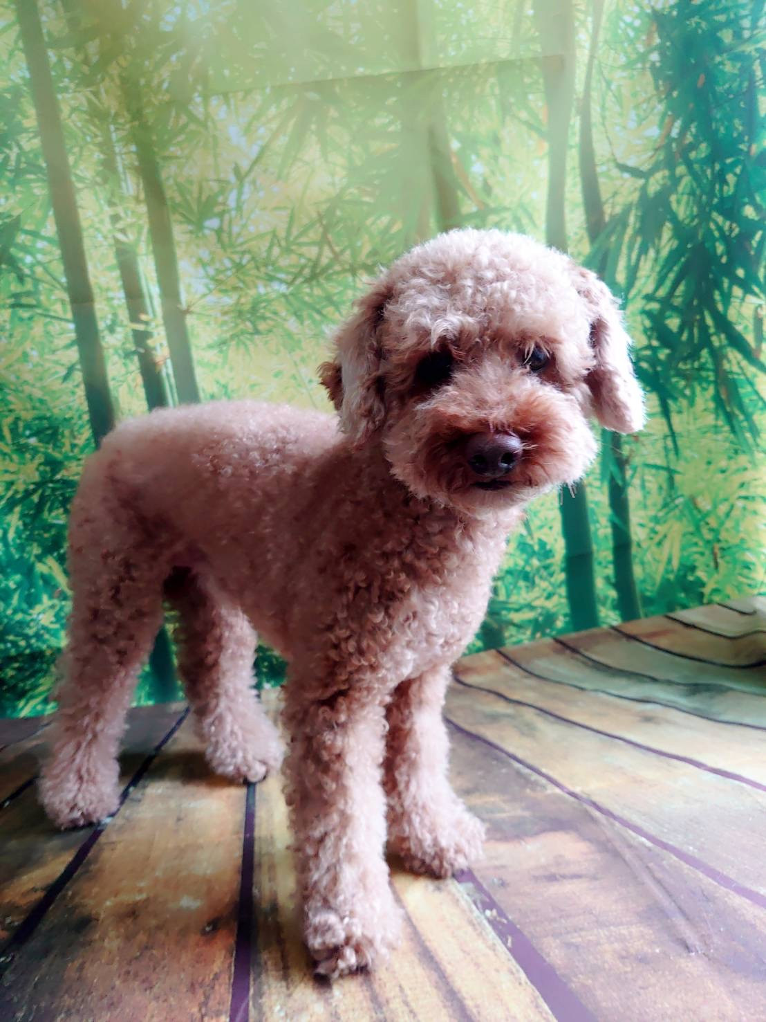 プードルのぷーのすけちゃん お爪切り