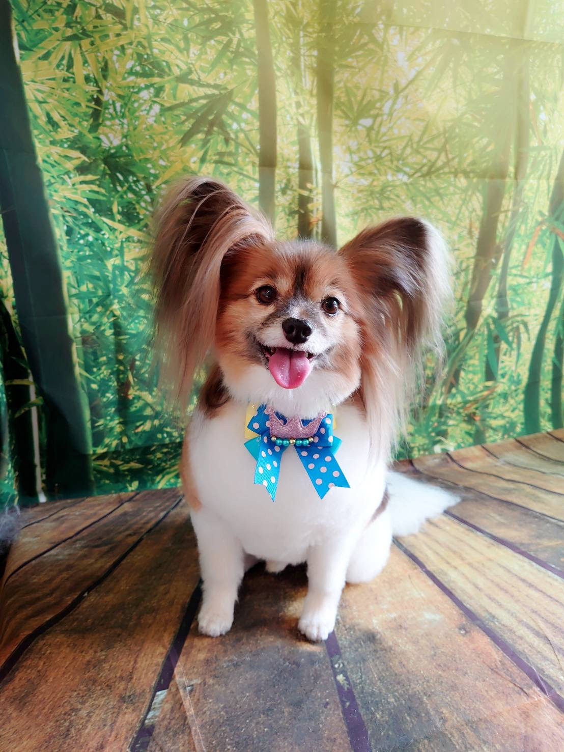 パピヨンのパピ助ちゃん トリミングコース デンタル