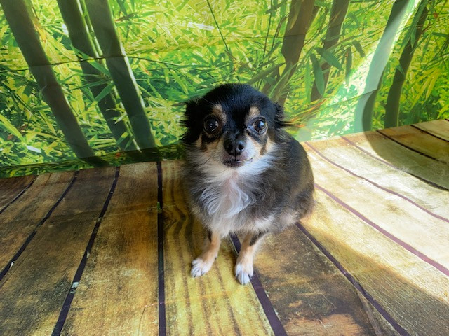 チワワ れもんちゃん オプション