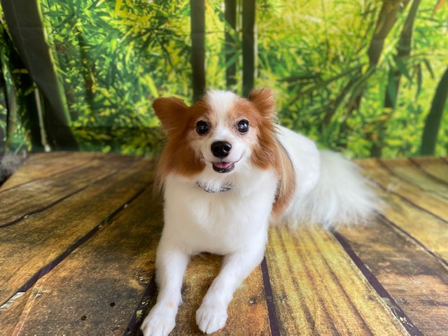 パピヨン ライムちゃん トリミングコース