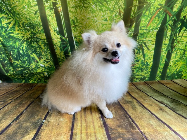 ポメラニアン 福ちゃん トリミングコース