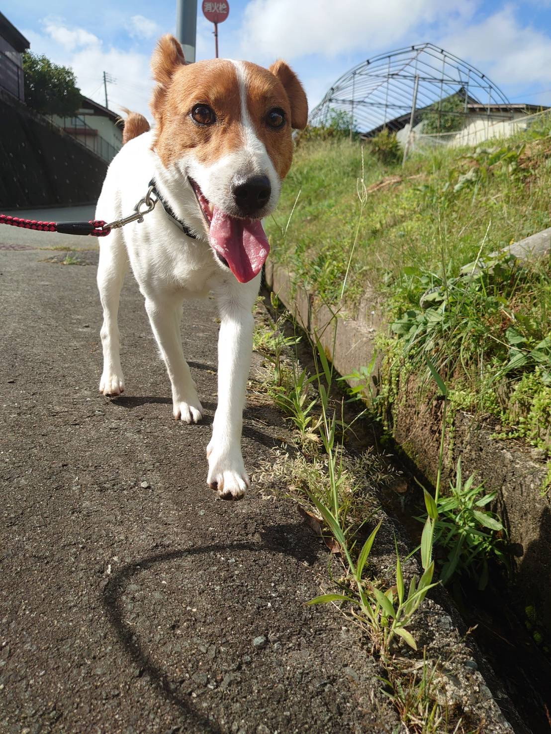 ジャックラッセルのマロンちゃん お泊まりの様子