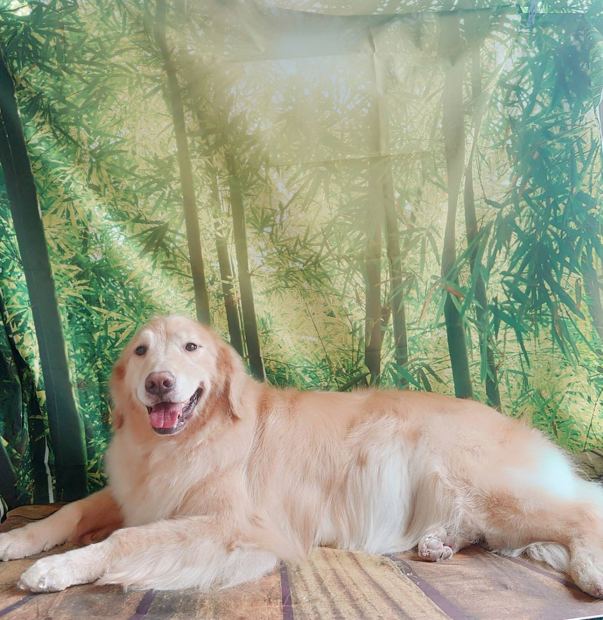 ゴールデンのアビーちゃん グルーミングコース