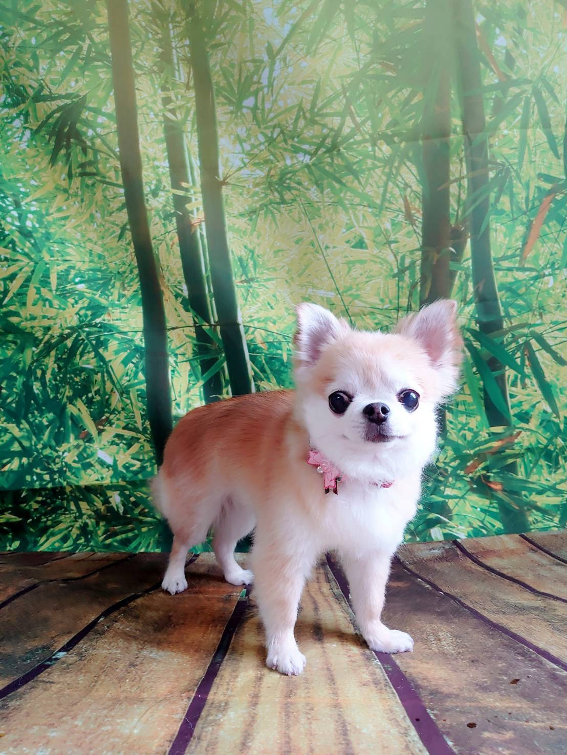 チワワのちよちゃん グルーミングコース デンタル