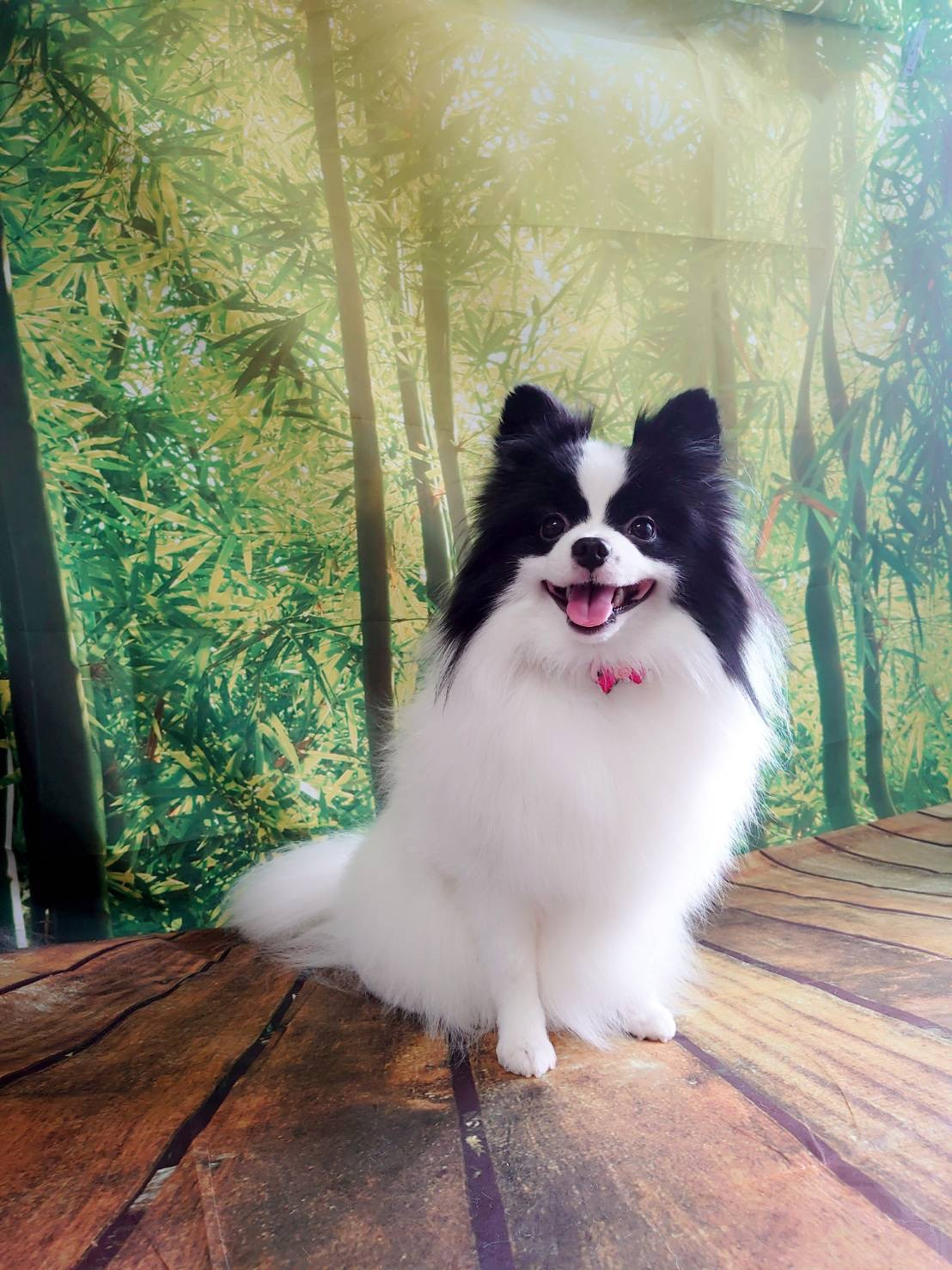 MIXのステラちゃん グルーミングコース 部分カット