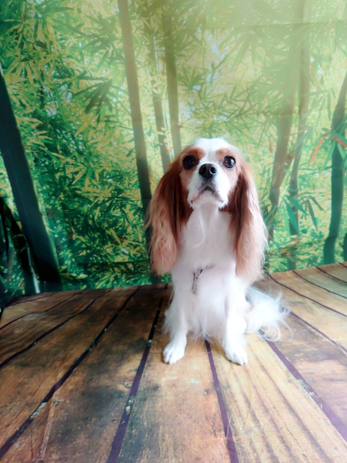 キャバリアのレノンちゃん グルーミングコース デンタル