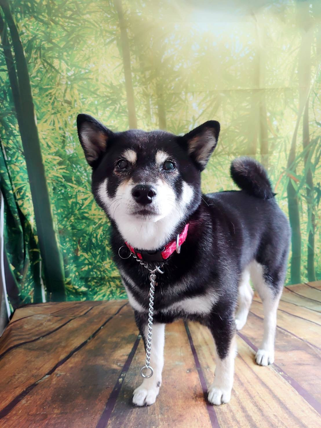 柴のさくらちゃん グルーミングコース