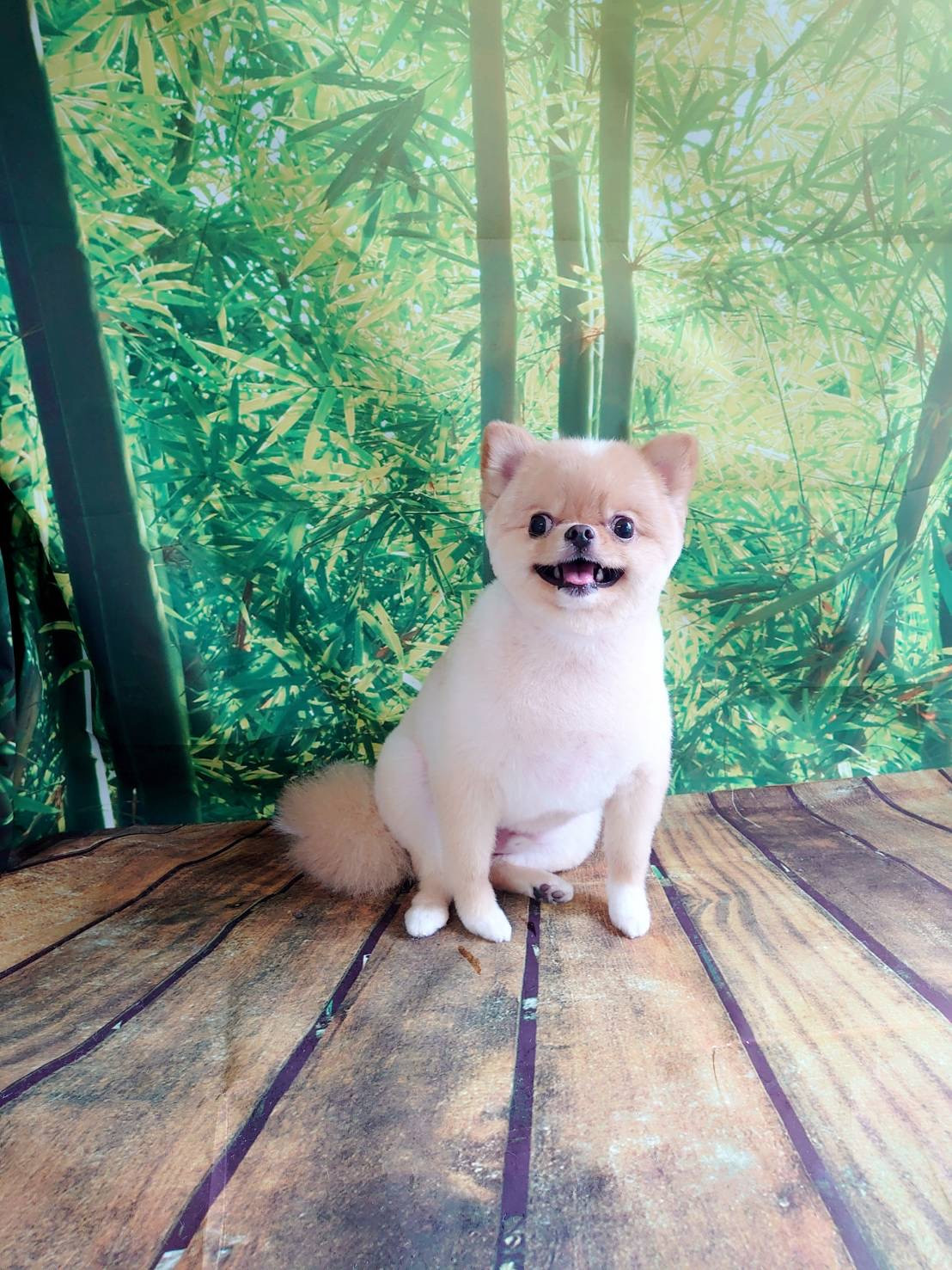 ポメラニアンのここの助ちゃん トリミングコース