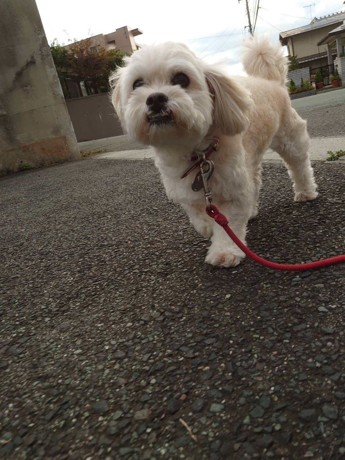 MIXのくっきーちゃん お泊まりの様子