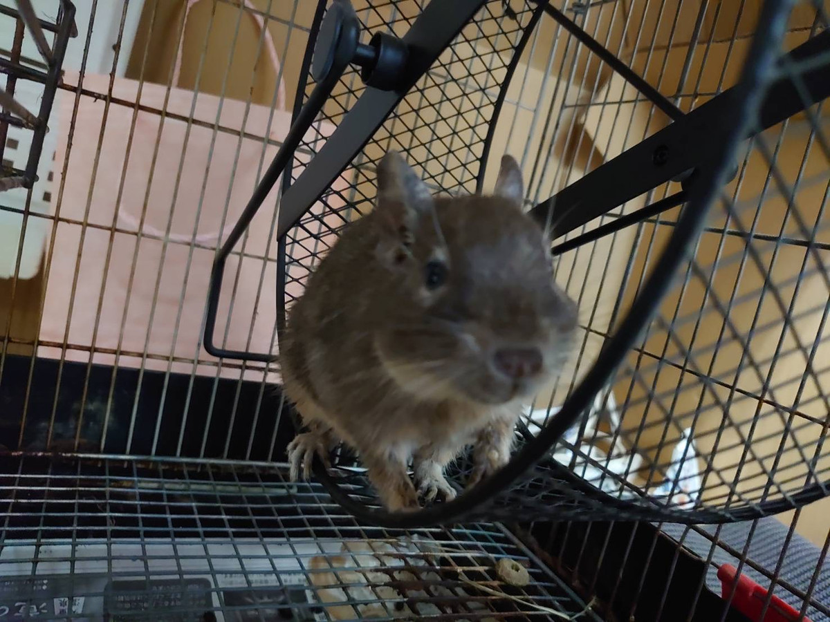 デグーのもんちゃん お泊まりの様子