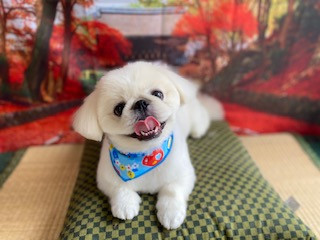 ペキニーズ 颯太ちゃん トリミングコース