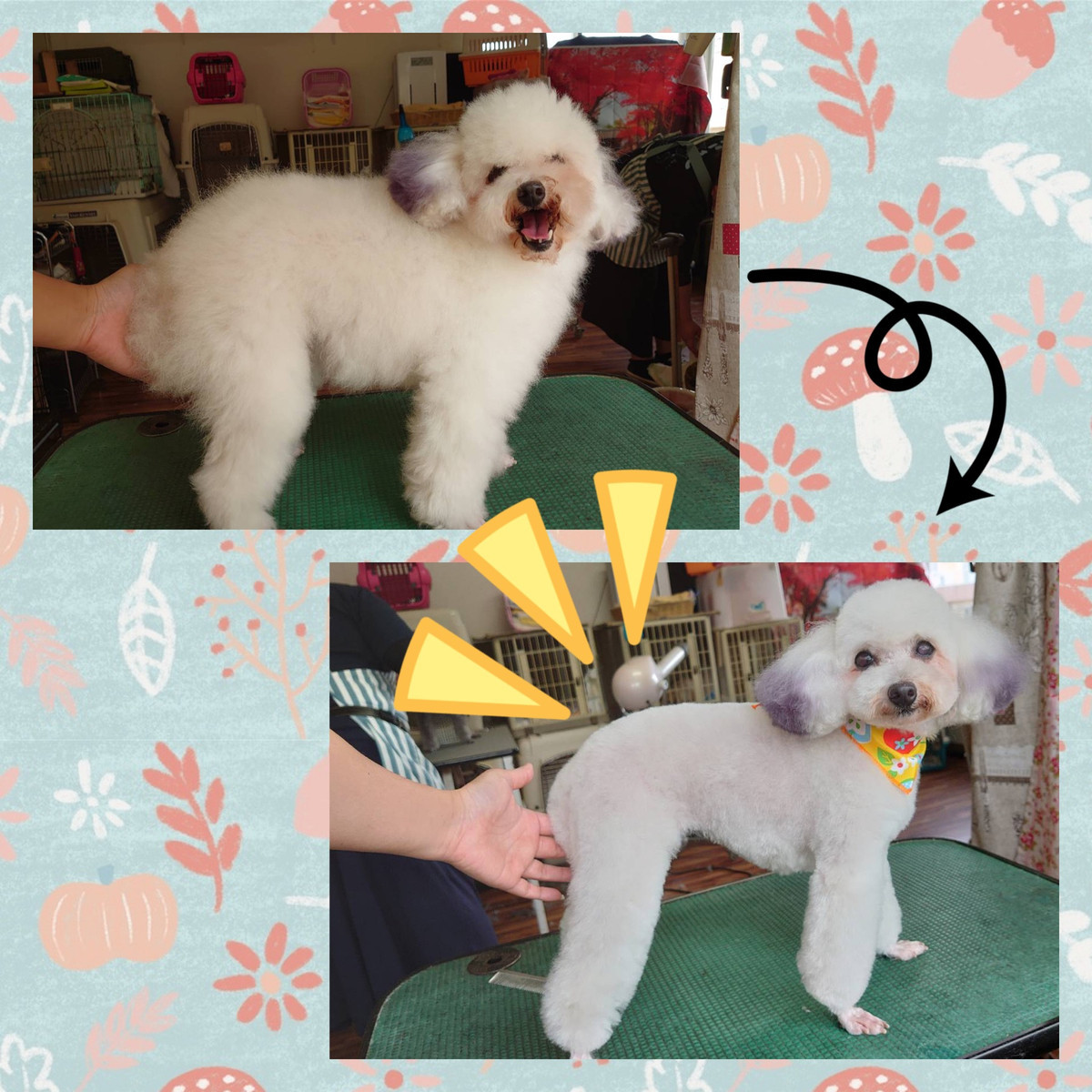 プードルのラテちゃん トリミングコース