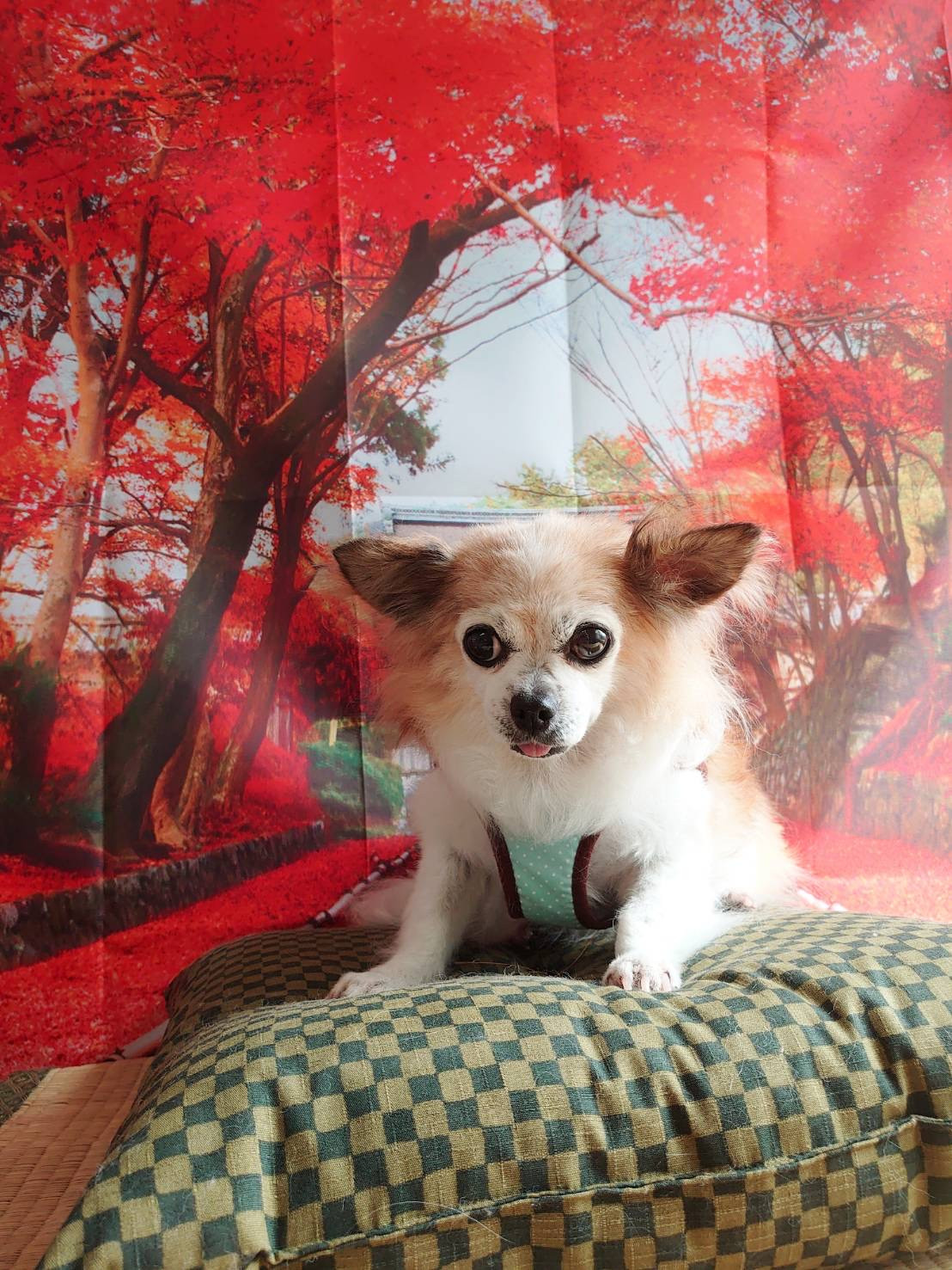 チワワのはっぴぃちゃん グルーミングコース