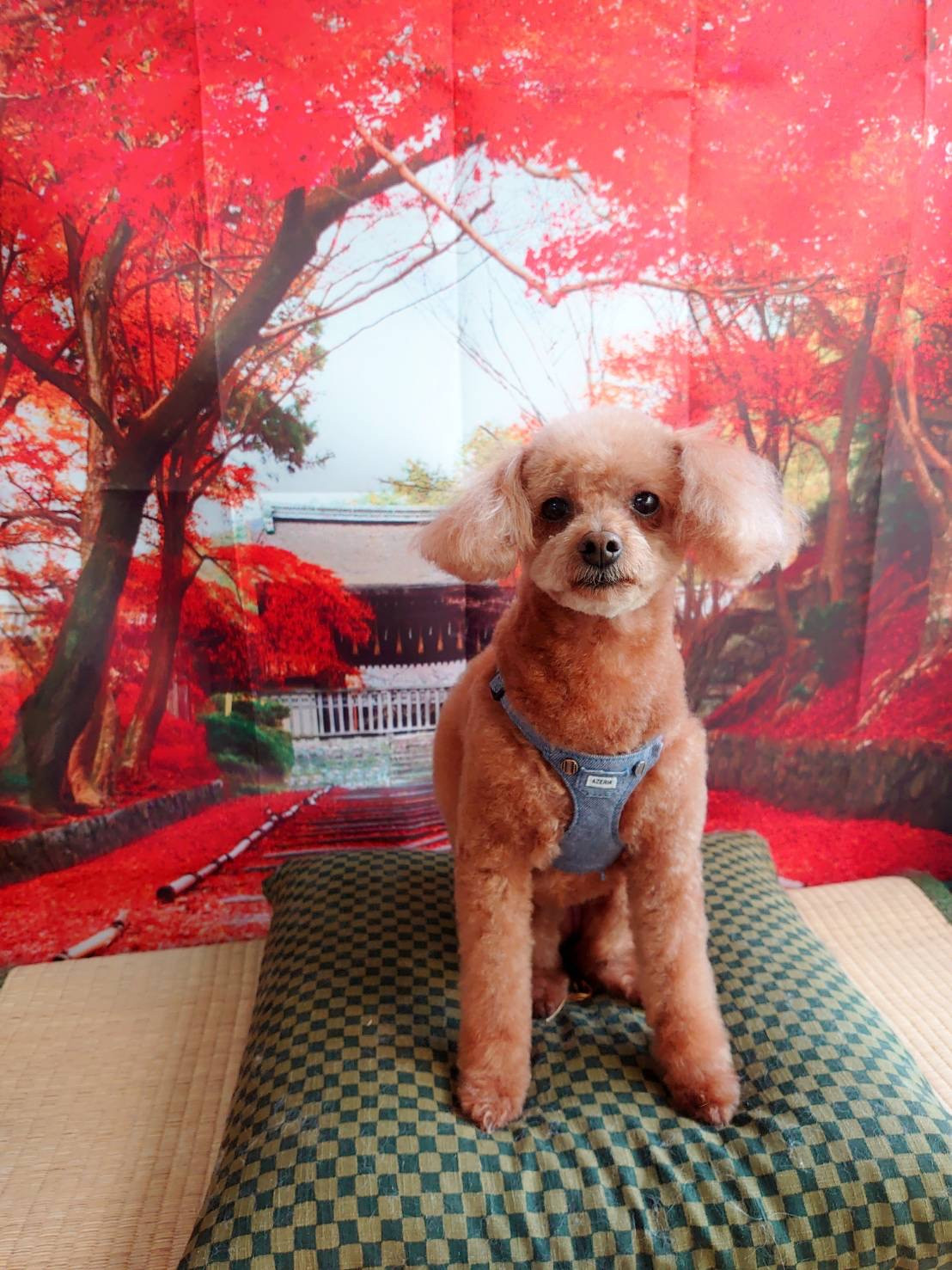 プードルのハルちゃん トリミングコース デンタル