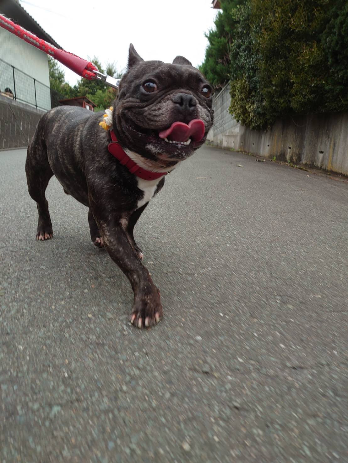 フレブルのゴンちゃん お泊まりの様子