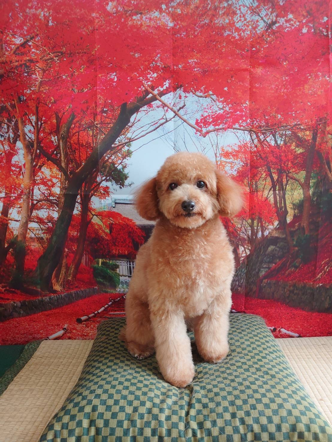 プードルのチョコちゃん グルーミングコース