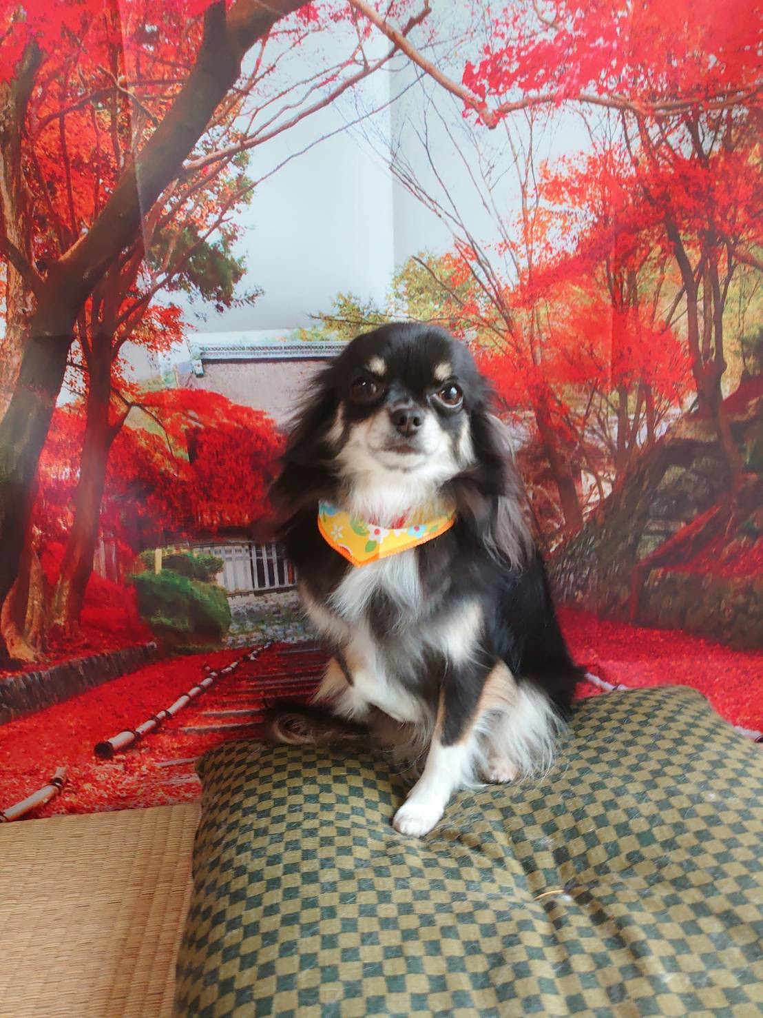 チワワのチョコちゃん グルーミングコース 部分カット