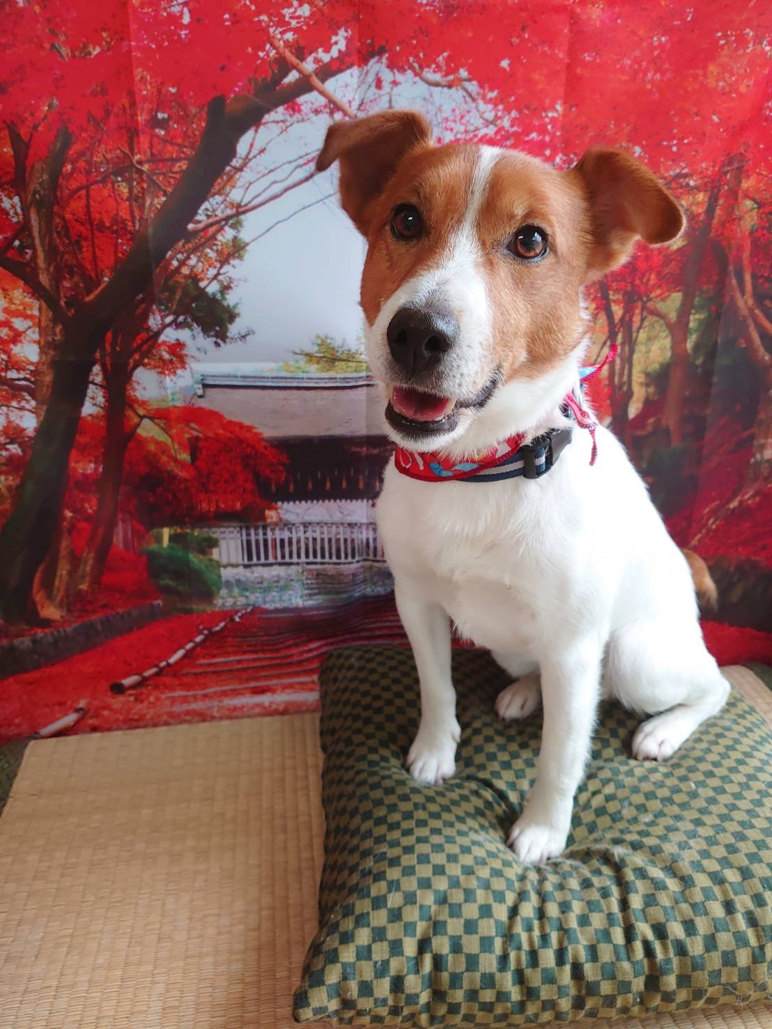 ジャックラッセルテリアのマロンちゃん グルーミングコース